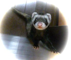 チョコは今年5歳