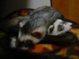 2010年4月チョコとメイ