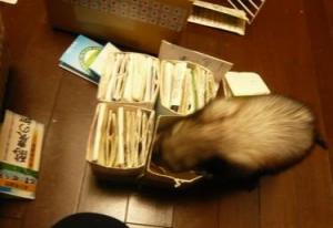 メイ　お仕事中