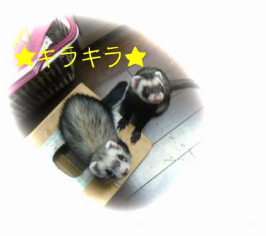 2010年3月　チョコとメイ