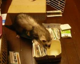 メイ　お仕事中