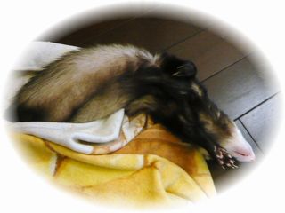 2010年８月チョコ