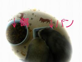 2010年３月　チョコとメイ