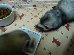 2010年３月　チョコとメイ