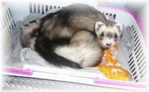 2010年6月チョコとメイ