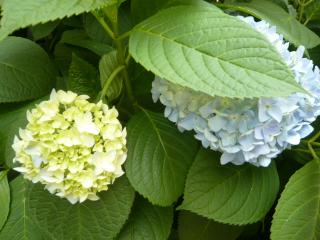 日傘をさした紫陽花
