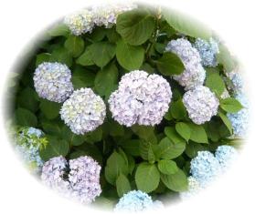 紫陽花