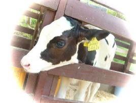 六甲山牧場　牛