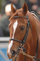 アレキサンドライトステークス