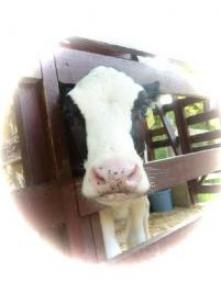 六甲山牧場　牛