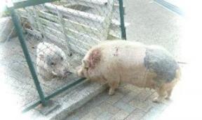 六甲山牧場　ミニブタ