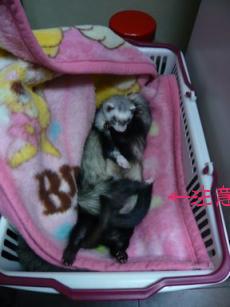 2010/03　チョコとメイ