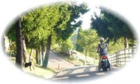 牧羊犬　お仕事中