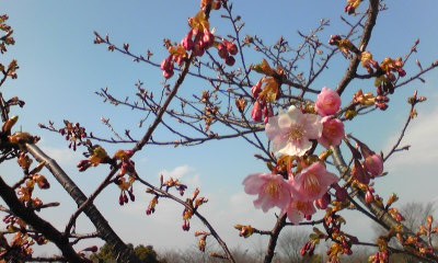 河津桜 2.jpg