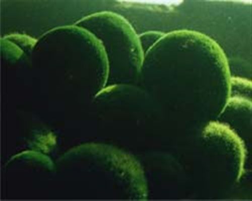 doto-marimo_R.jpg