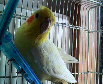 オカメインコの『フィル』