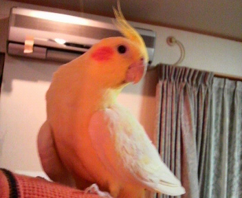 オカメインコの『フィル』