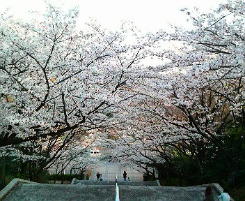 平和堂から見下ろした桜並木