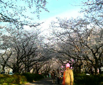 平和公園内の桜並木