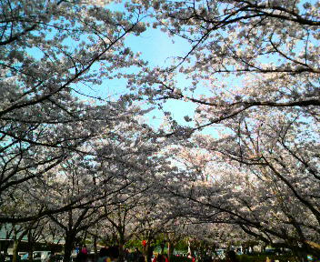 平和公園内お花見宴会スポットの桜並木