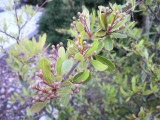 ピラカンサの花芽