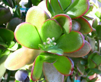 お金の成る木の花芽