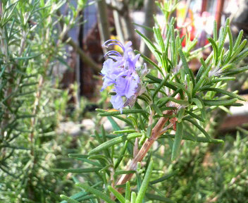 ローズマリーの花