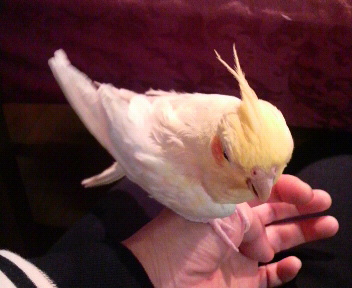 オカメインコのフィル