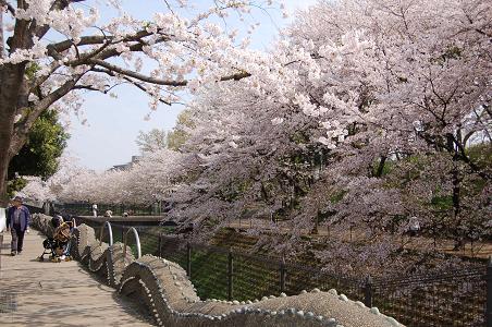 弁天の森　桜.jpg