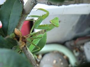 カマキリ２