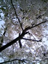 見上げて見た桜