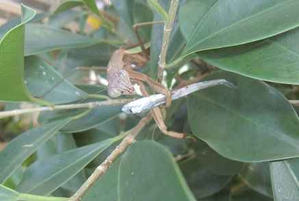 オオカマキリに・・・３