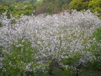 2010.4.3.jpg (10).jpg-a.jpg