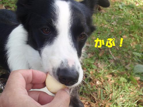 リンゴちゃんと4.JPG