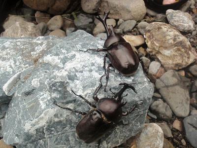 カブトムシ.JPG