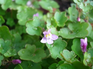 素敵な花でしょ