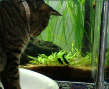 いつかは。。。