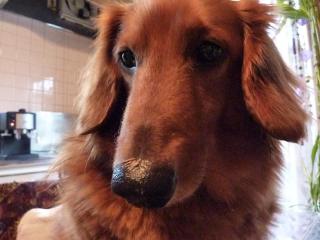 ファンキー　おやつちょうだい