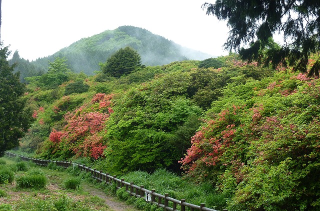 高越山背景・船窪オンツツジ.jpg