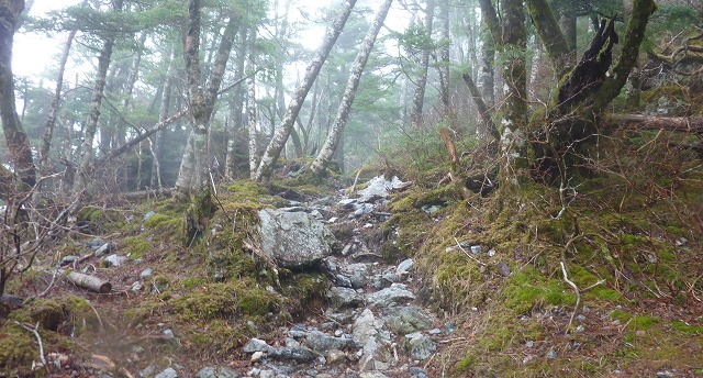 一の森から剣山への登山道.jpg