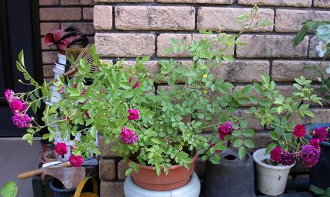 スイートチャリオット2