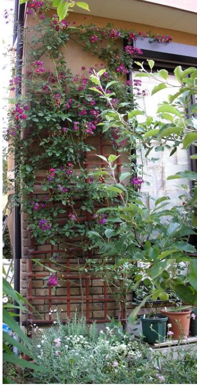 ヴァイオレット