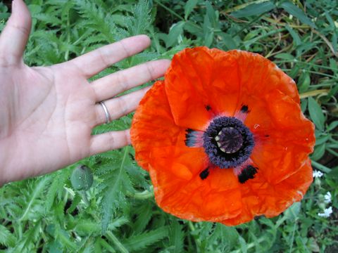 オリエンタルポピー