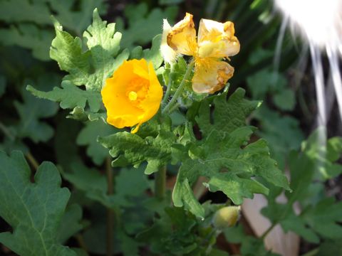 洋種ヤマブキソウ