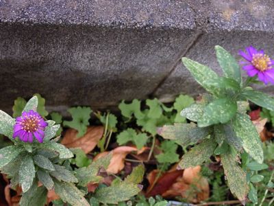 野紺菊