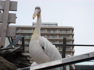 DSC06726.JPG
