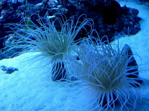 9/3(15)