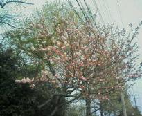 2007八重桜1