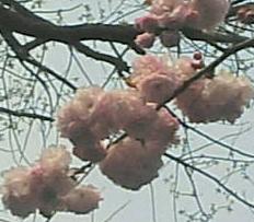 2007八重桜2