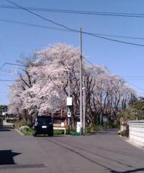 ご近所の桜